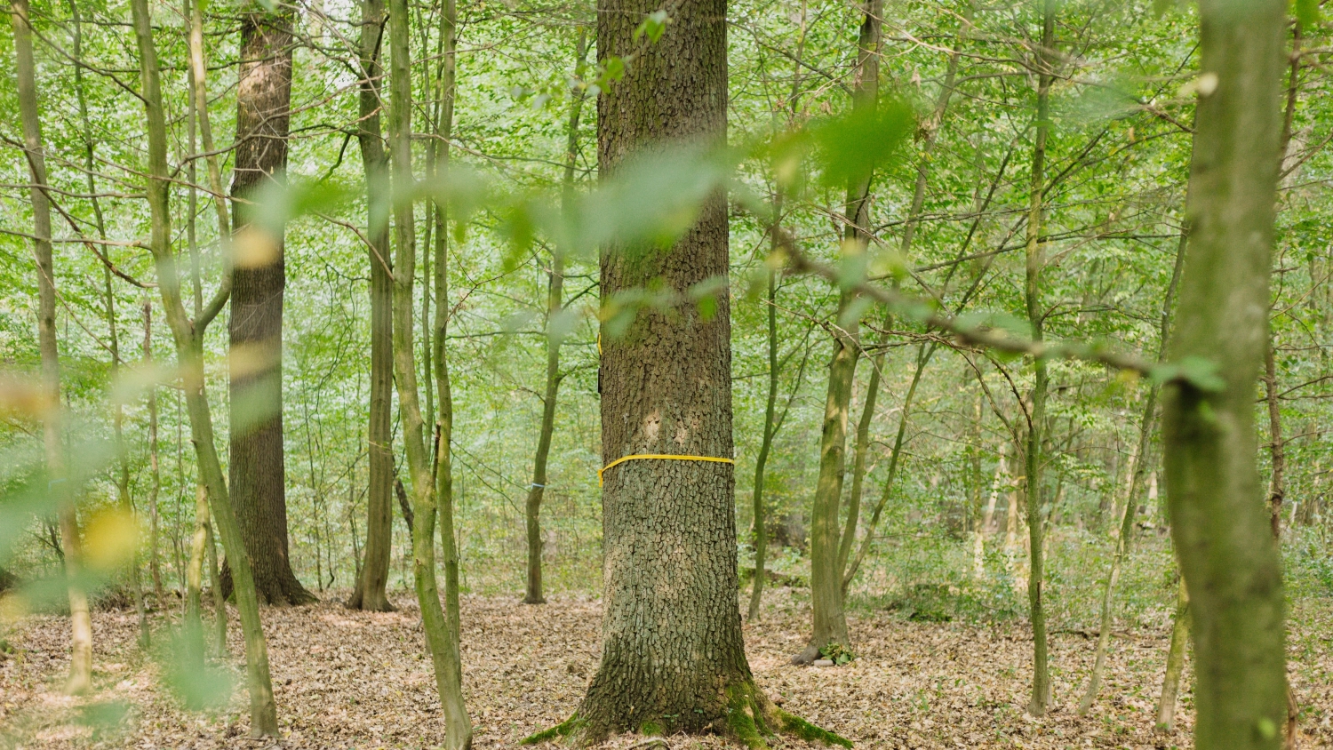 Vogel  bestattungsinstitut Casteleijn